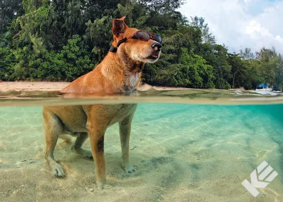 Kurt Eulzer 30-2353 wenskaart hond strand 10 stuks