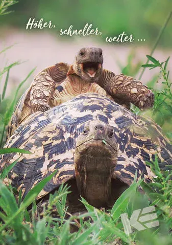 Kurt Eulzer Comedy Wildlife 30-1599 wenskaart 10 stuks