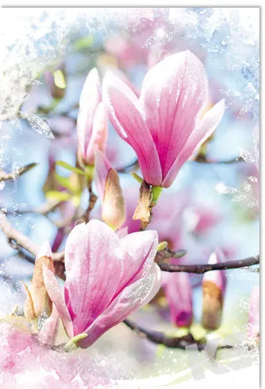 Kurt Eulzer 49-1071 wenskaart magnolia glans 1 stuk