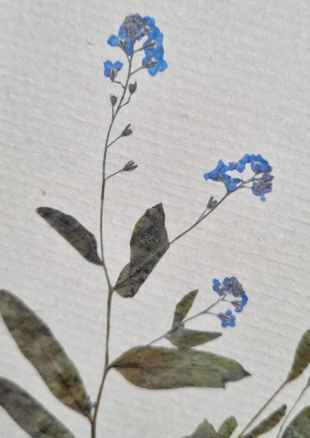 Blad & Beeld Vergeet-me-niet kaart bloemen