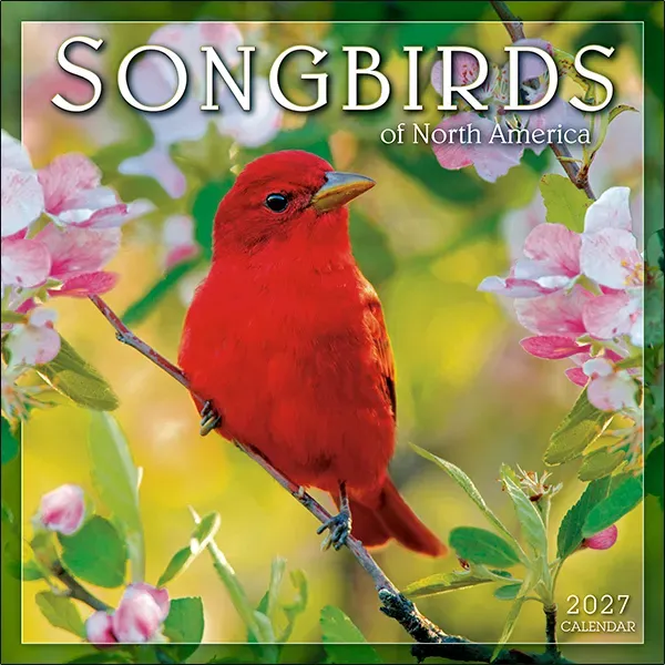 Sellers Publishing Songbirds of North America 2027 wandkalender
