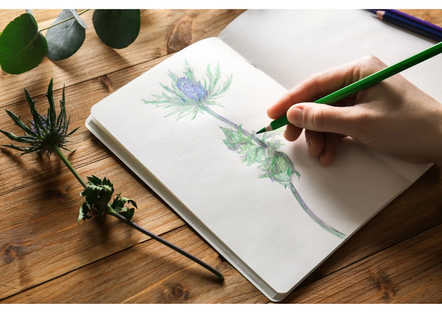 Blad & Beeld Botanisch tekenen cursus beginners