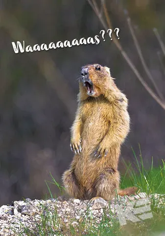 Kurt Eulzer Comedy Wildlife 30-1562 wenskaart woestijnhond 10 stuks