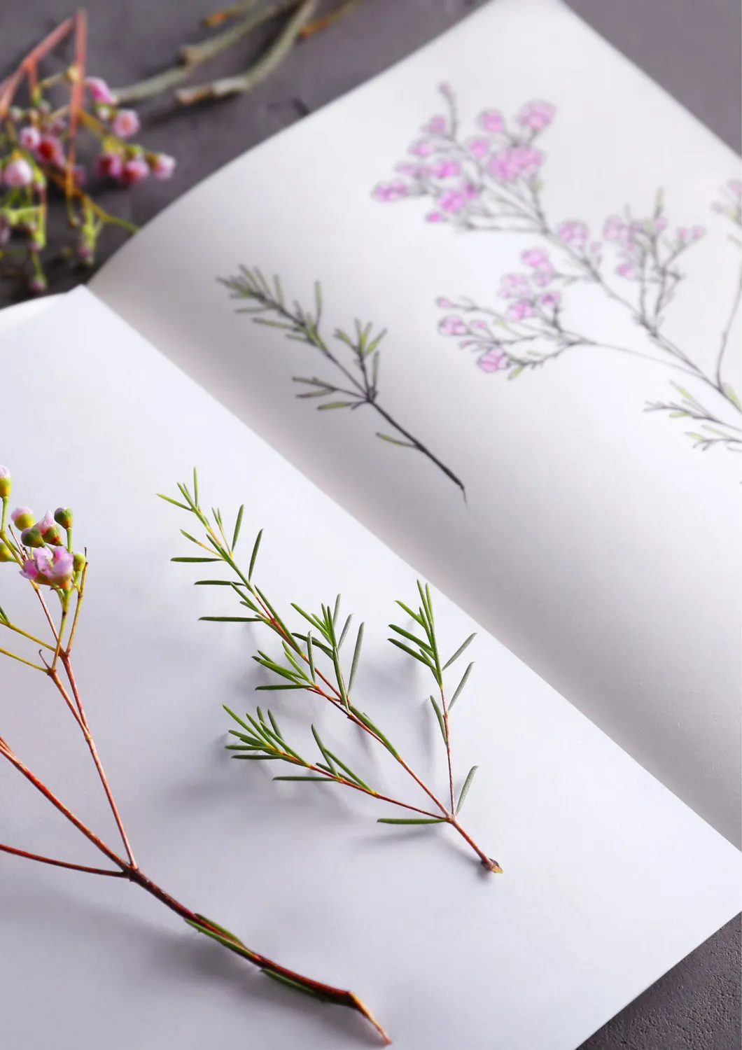 Blad & Beeld Botanisch tekenen cursus beginners