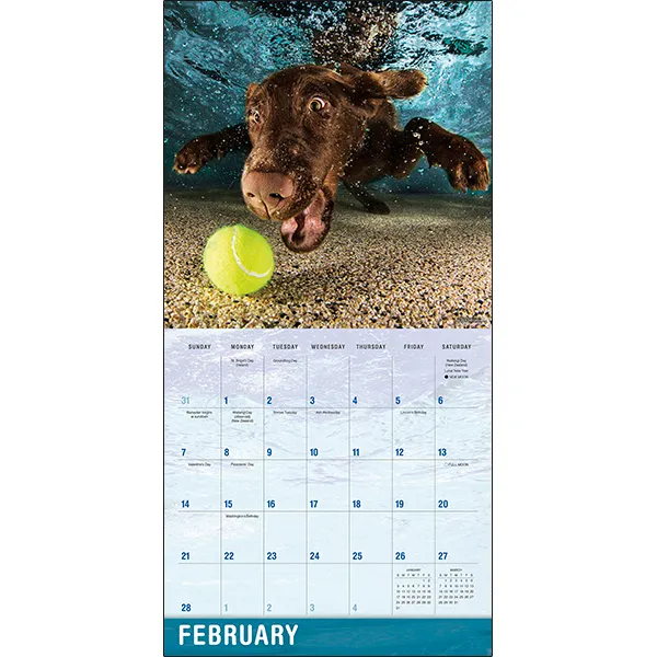 Sellers Publishing Underwater Dogs 2027 wandkalender honden