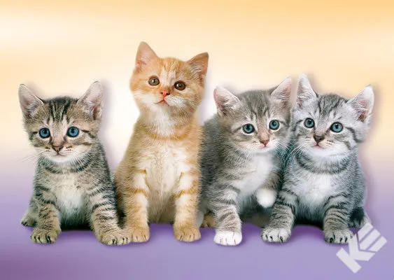 Kurt Eulzer 30-2338 kattenkaart set van 10 met katten