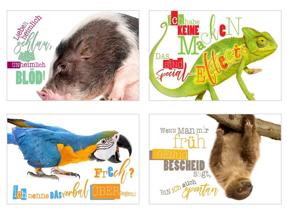 Edition Seidel 23003 postkaarten dieren set 25 grappig
