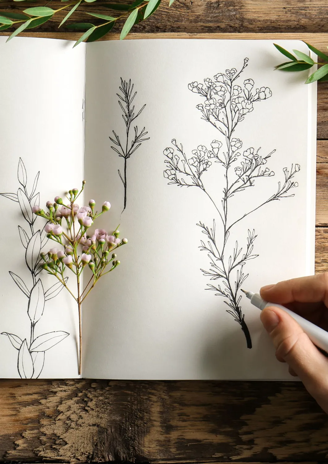Blad & Beeld Botanisch tekenen cursus beginners