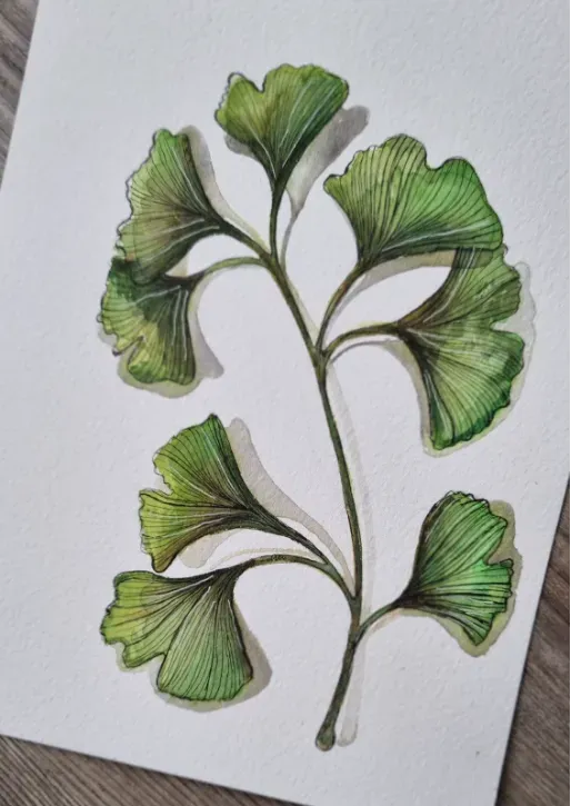 Blad & Beeld Ginkgo aquarel groen