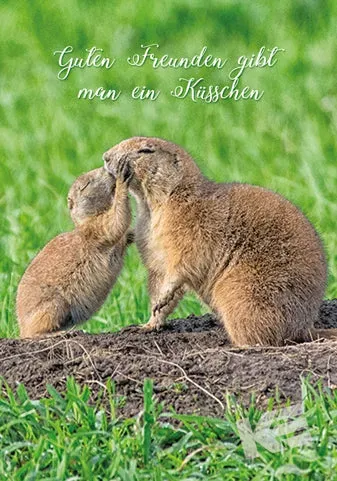 Kurt Eulzer 30-1563 kaart woestijnhond 10 stuks wildlife
