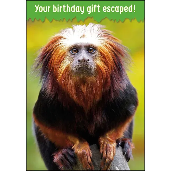 Sellers Publishing Birthday Humor B3986S verjaardagskaarten set van 6