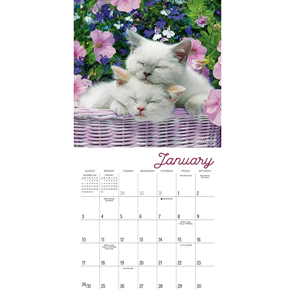 Sellers Publishing Cat Naps 2027 minikalender slapende katten