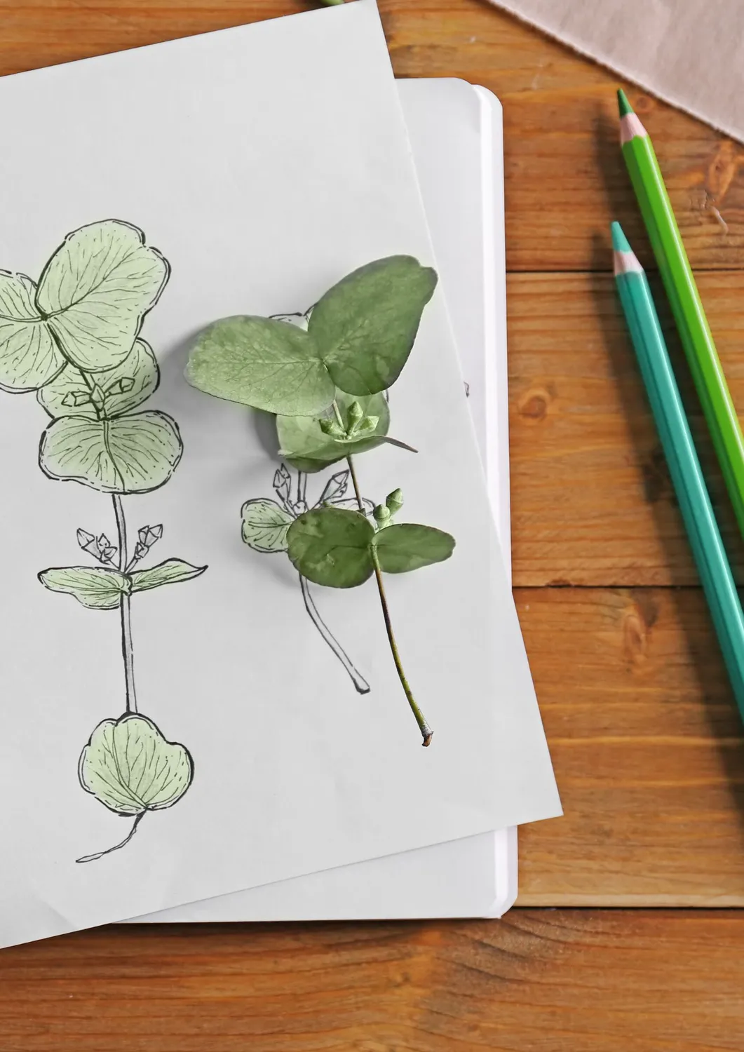 Blad & Beeld Workshop Botanisch tekenen workshop