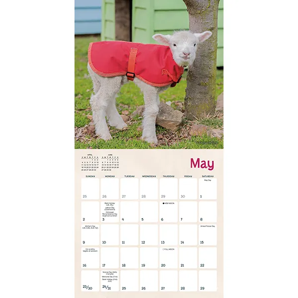 Sellers Publishing Lambies in Jammies 2027 minikalender lammetjes