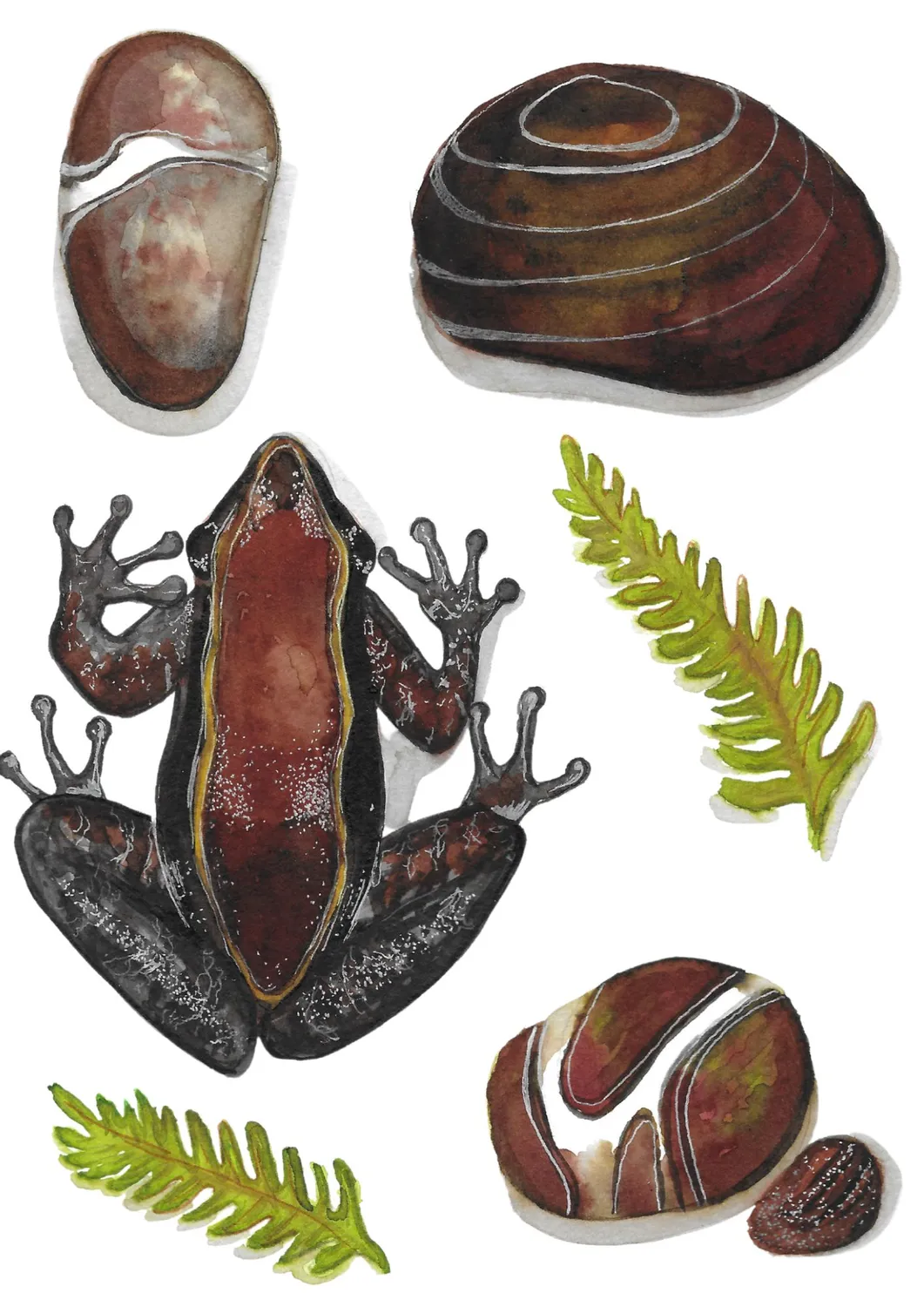 Blad & Beeld Kikker kaart vrolijke dierenkaart