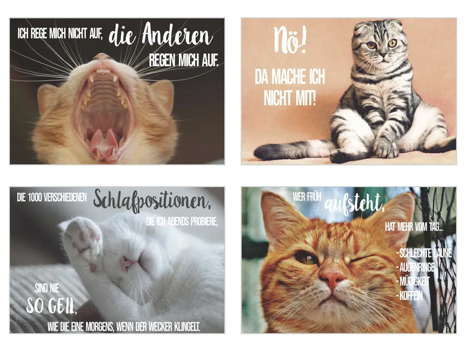 Edition Seidel 20316 postkaarten 20 stuks katten grappig