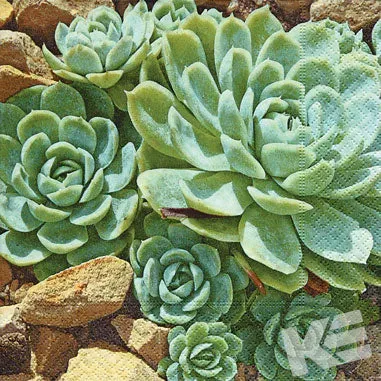 Kurt Eulzer 09-4108 servetten vetplant 33x33
