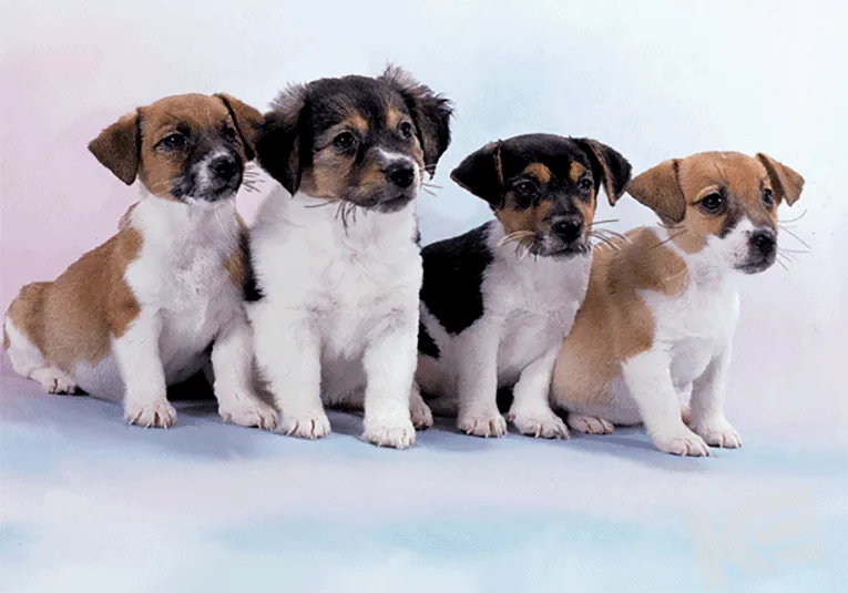 Kurt Eulzer 30-2337 honden kaarten puppy 10 stuks