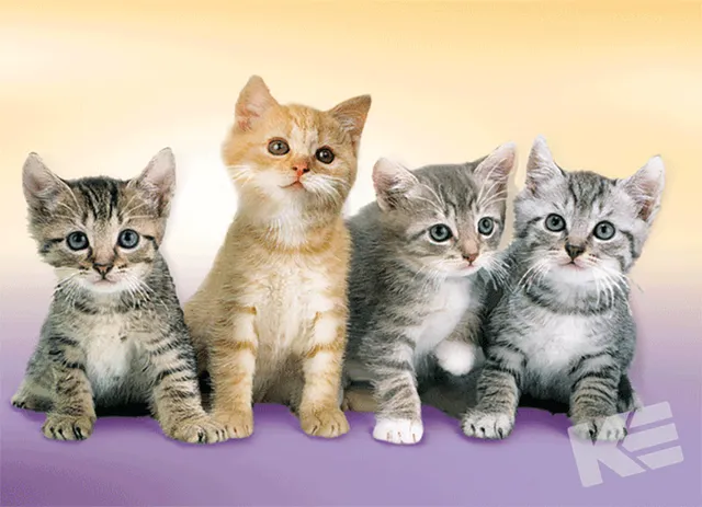 Kurt Eulzer 30-2338 kattenkaart set van 10 met katten
