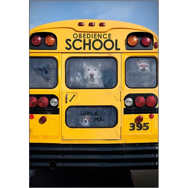 Sellers Publishing Graduation High School G12880 kaarten 4 stuks hond