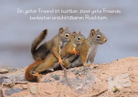 Kurt Eulzer The Comedy Wildlife 30-1605 kaart eekhoorn 10 stuks