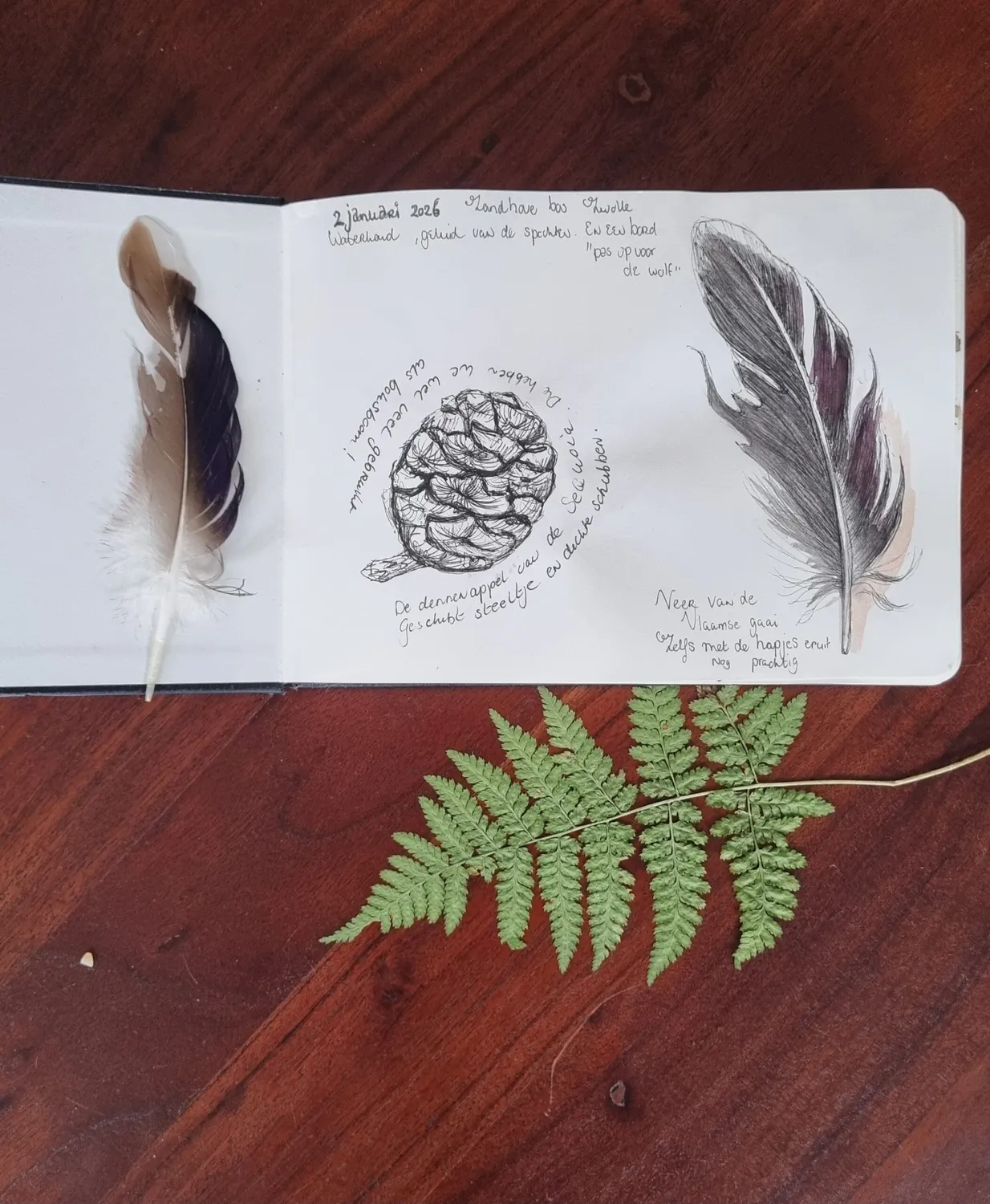 Blad & Beeld Workshop Natuur journaling workshop