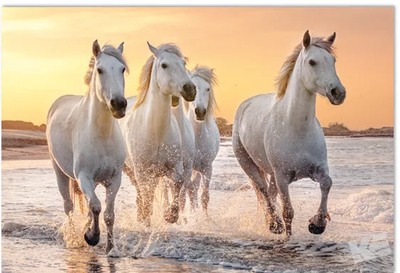 Kurt Eulzer 49-1164 wenskaart paarden 3D blanco