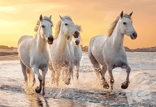 Kurt Eulzer 49-1164 wenskaart paarden 3D blanco