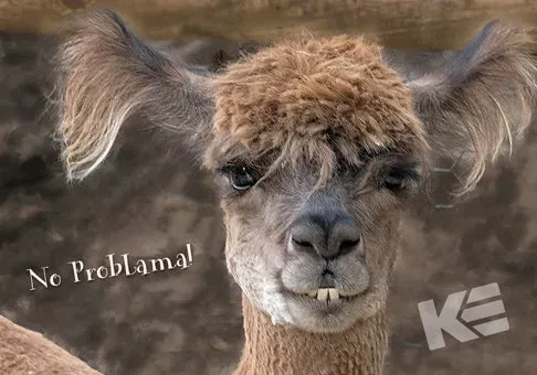 Kurt Eulzer 30-1569 postkaarten lama 10 stuks wildlife