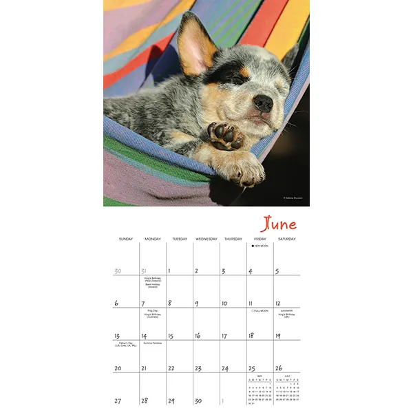 Sellers Publishing Pooped Puppies 2027 minikalender slapende puppy's
